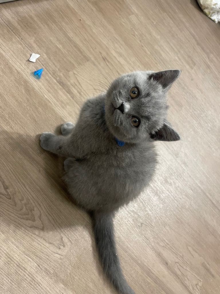 British shorthair kittens pedigree registered 