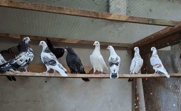 Ornamental Pigeons 