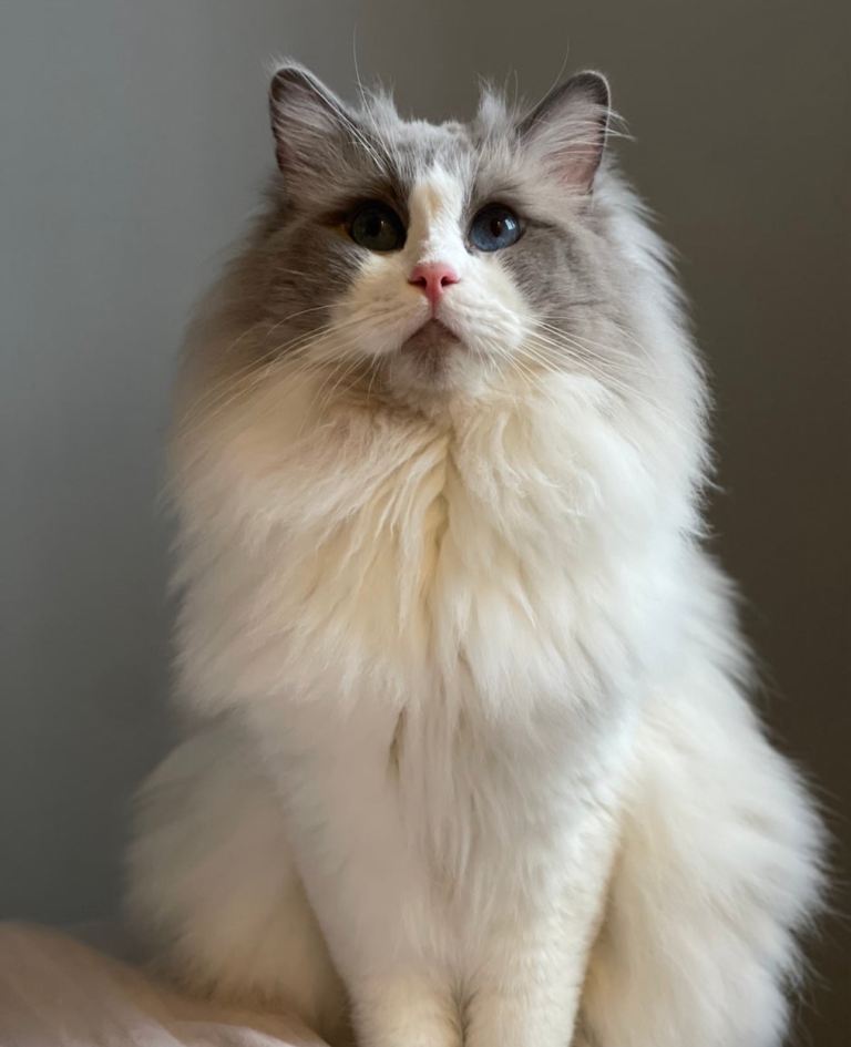 PURE BLUE POINT RAGDOLL KITTENS - 1 BOY 2 GIRLS LEFT