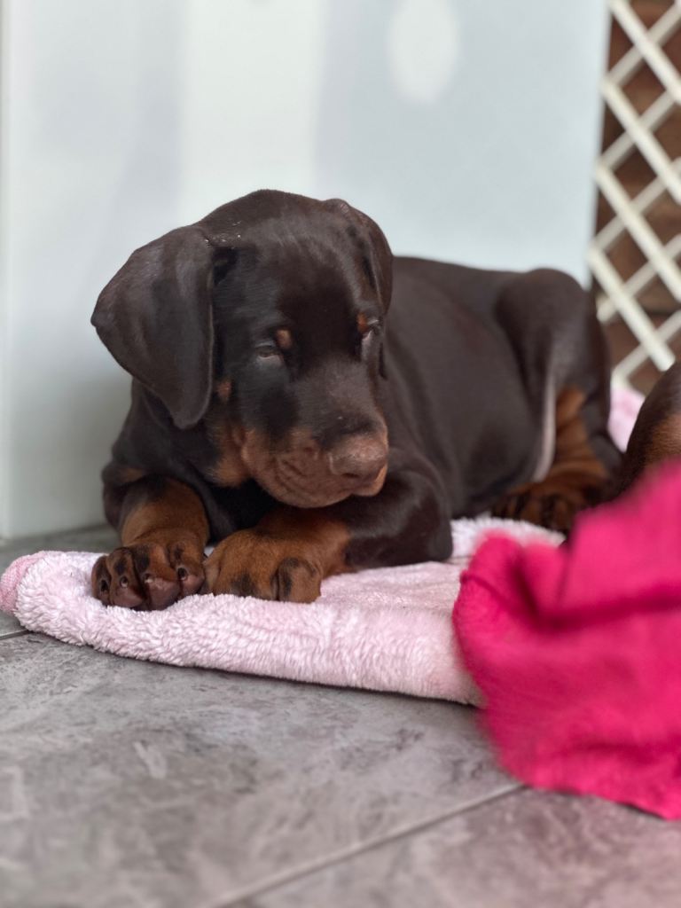 READY TO LEAVE Large European jab Doberman puppies 