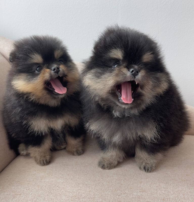 👑 Exclusive Rare Black & Tan Pomeranians 👑