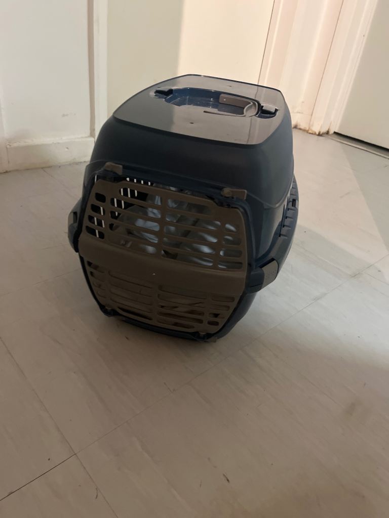  Male kitten for sale 