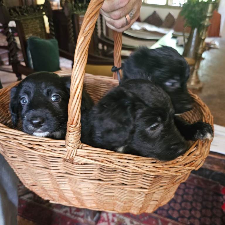 Adorable Borderpoo puppies for sale