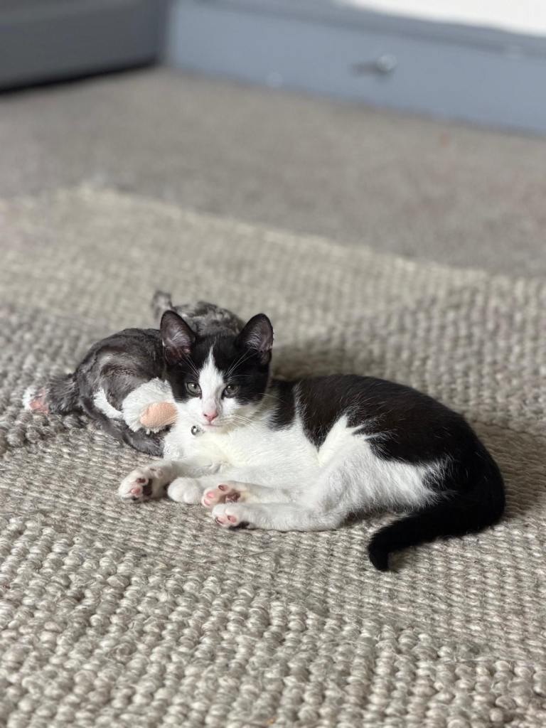 Male Domestic Shorthair Kitten – Fully Vaccinated, Microchipped, Accessories Included