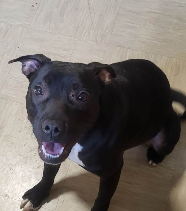 Stunning female staffy 