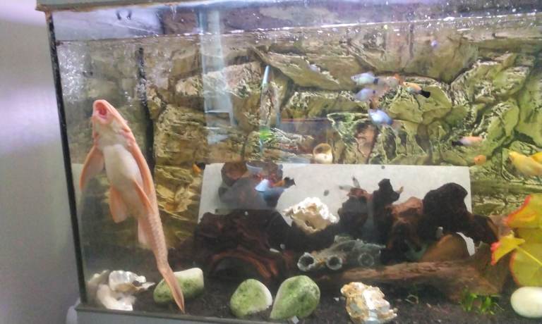 Tropical fish