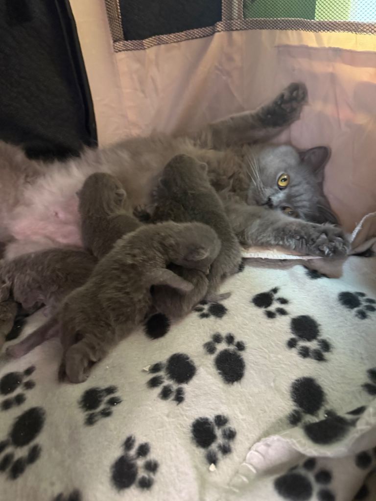 British shorthair/longhair 