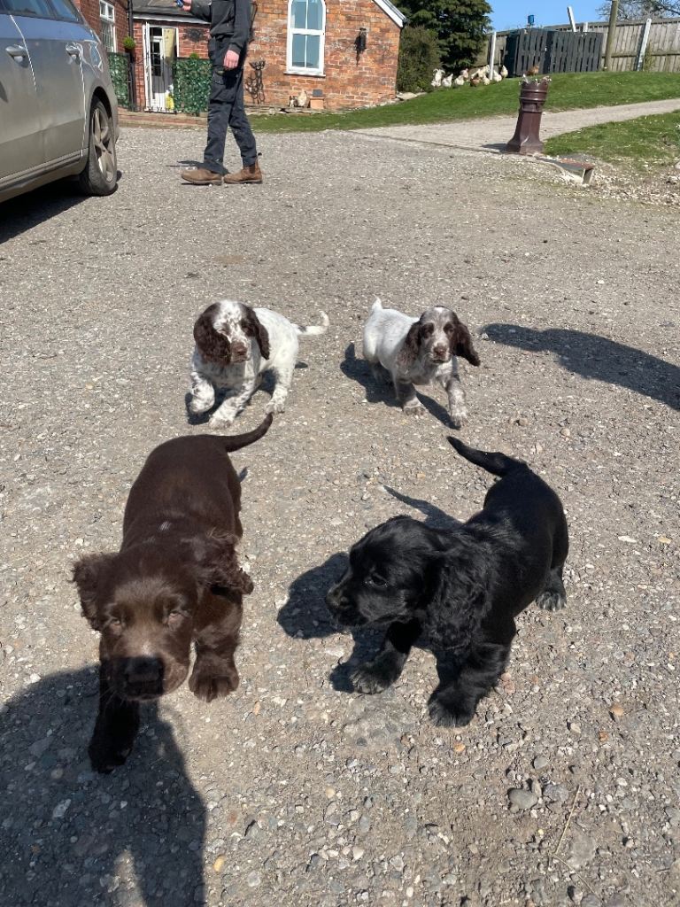 Cocker spaniel puppies 