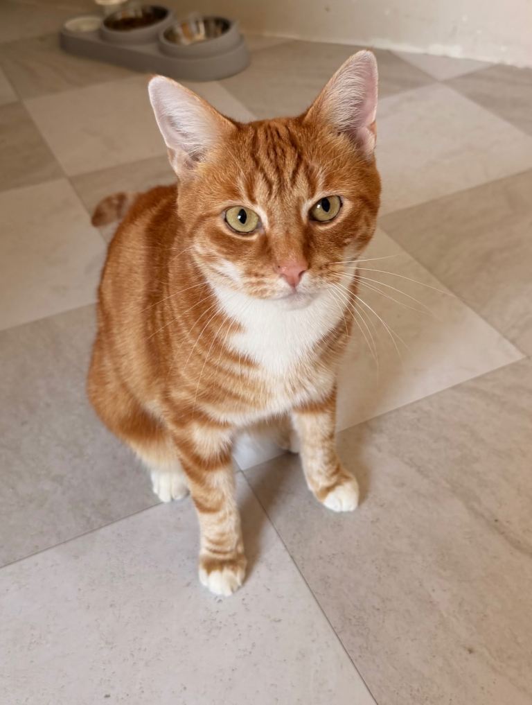 Beautiful cat for sale 