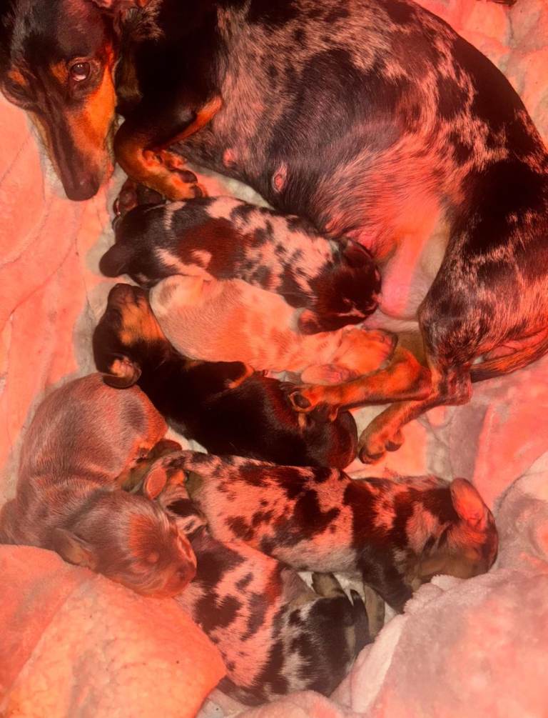 Dachshund puppys for sale 