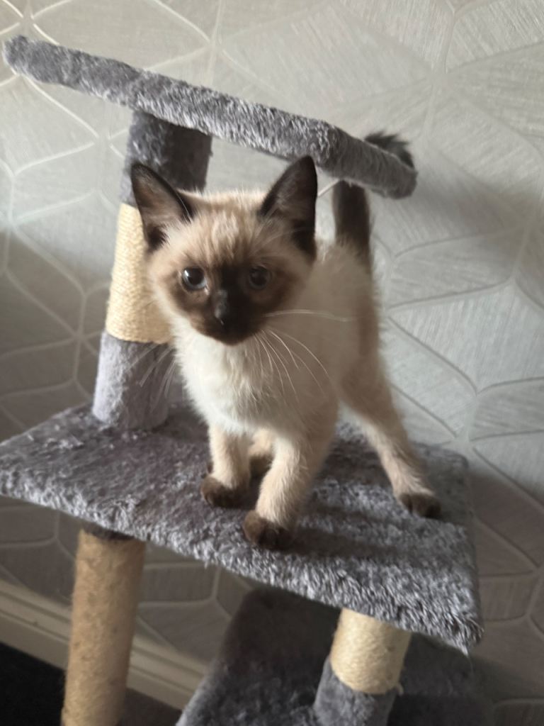 British shorthair kitten for sale