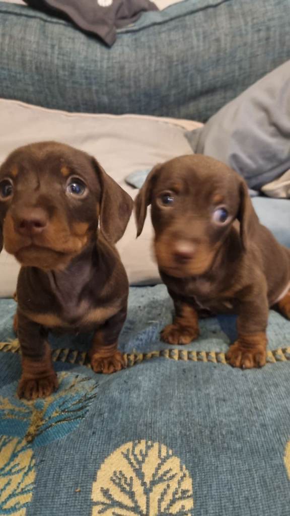 Miniature smooth coat chocolate and tan duchhund puppies 