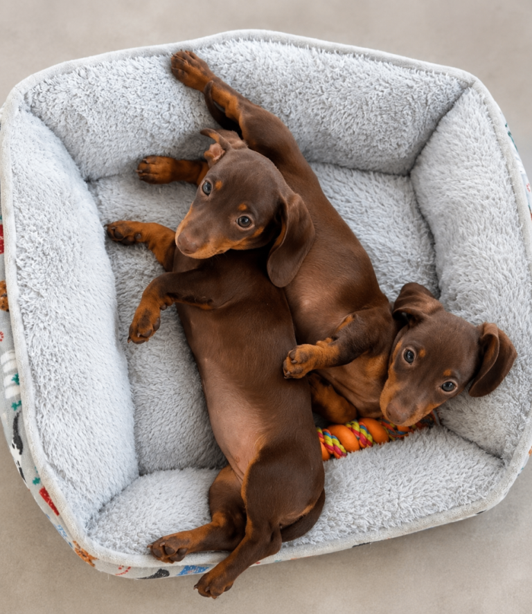 Miniature dachshund puppies