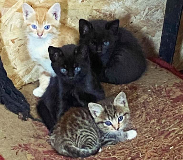 Farm bred kittens available 