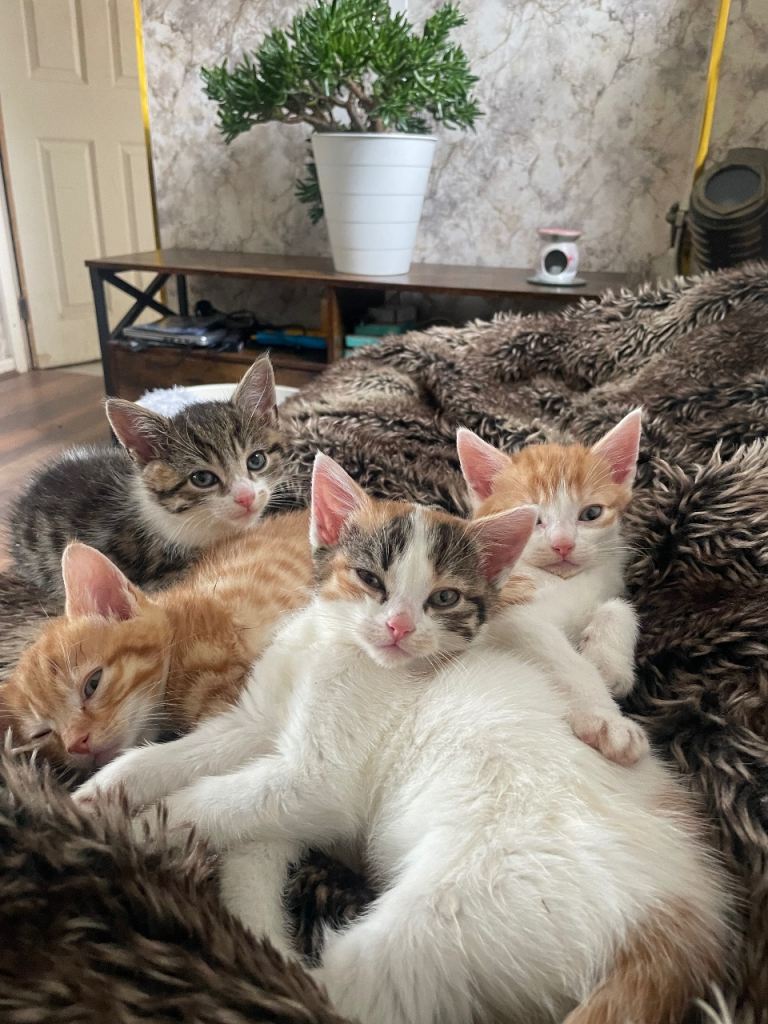 kittens for sale 