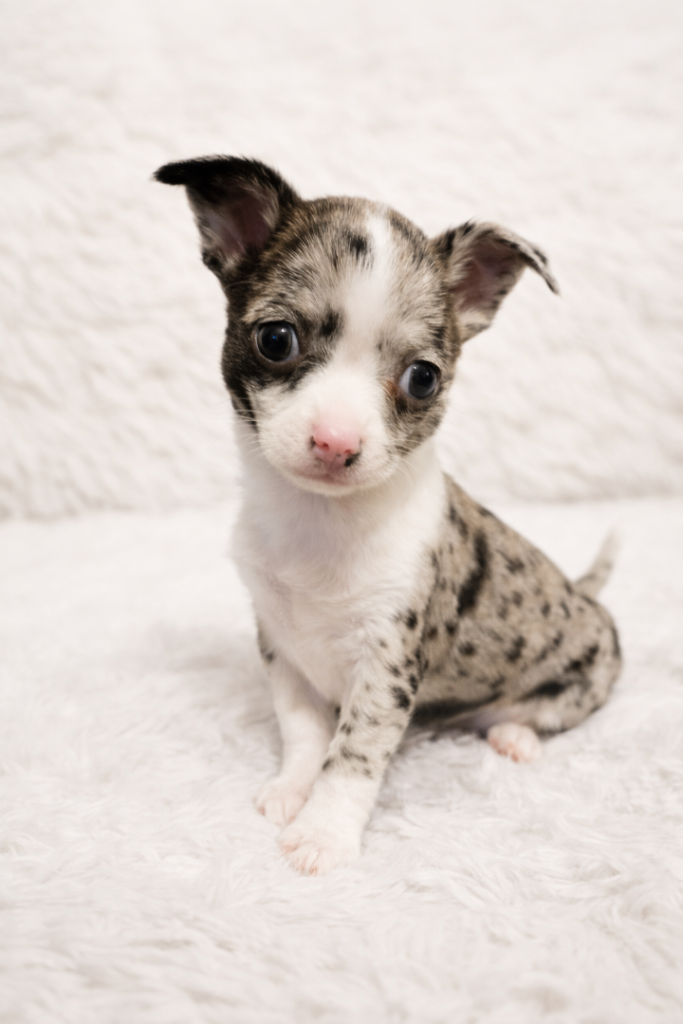 Chihuahua female puppy 