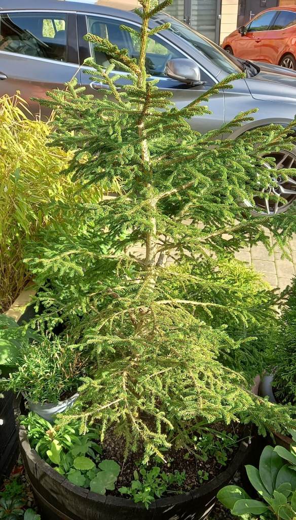 Norway spruce (Picea abies) tree 1.1m high x 1m wide. Will be potted.