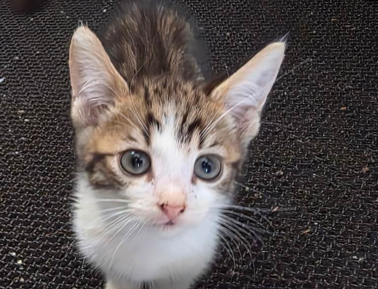 Bengal kitten male 