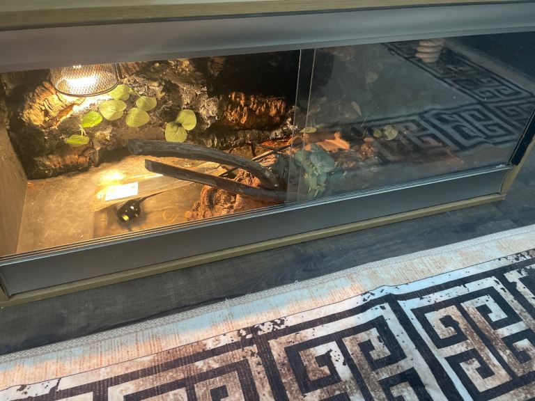 Bearded dragon tank