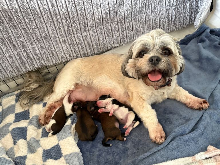 Lhasa apso puppys for sale 