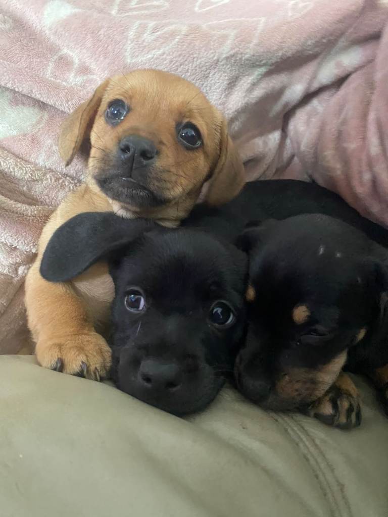 Puppies for sale 