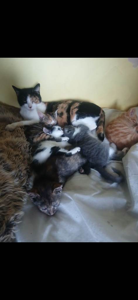 Kittens