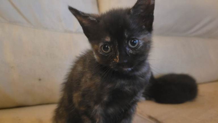 Three gorgeous kittens available!