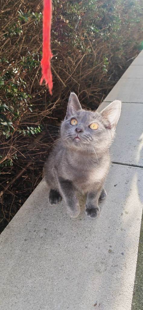 Silky Russian blue mix kittens -one boy left