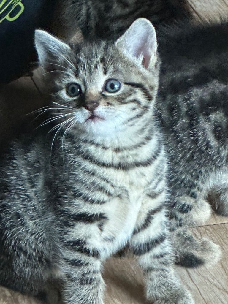 Beautiful female kitten