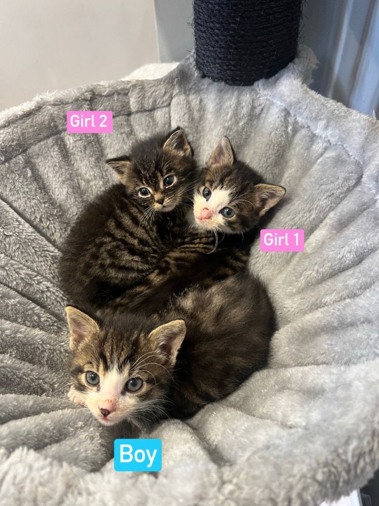 3 Hand-reared Kittens - Ready as of 20/05 **all still available**