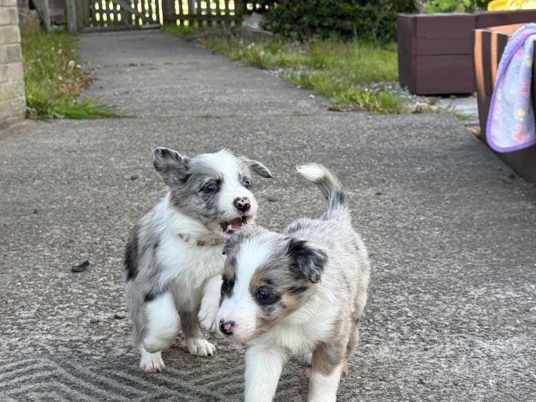 🐾 Beautiful Border Collie Puppies For Sale 🐾