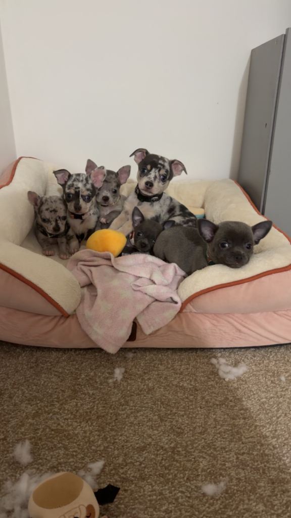 Blue Merle chihuahua puppies 
