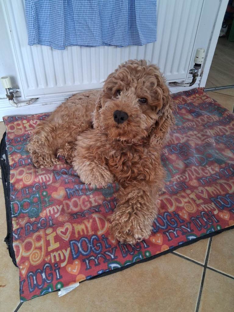 Cockapoo
