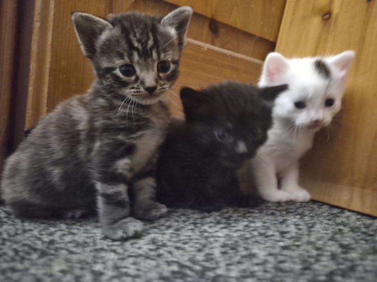 🐾 Adorable Kittens Looking for Loving Homes 🐾