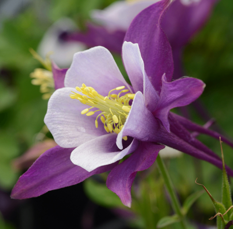 evergreen Aquilegia hardy perennial plant flowering in April-August about 45 cm