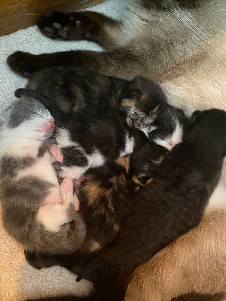 Five siamese mix kittens 