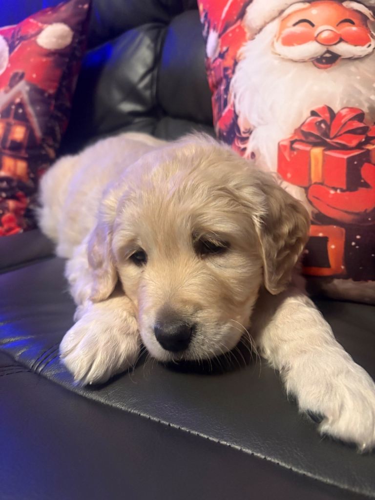 Golden Retriever Pups 10 weeks old last 2 boys 