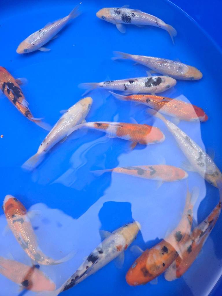 Koi carp - x20 