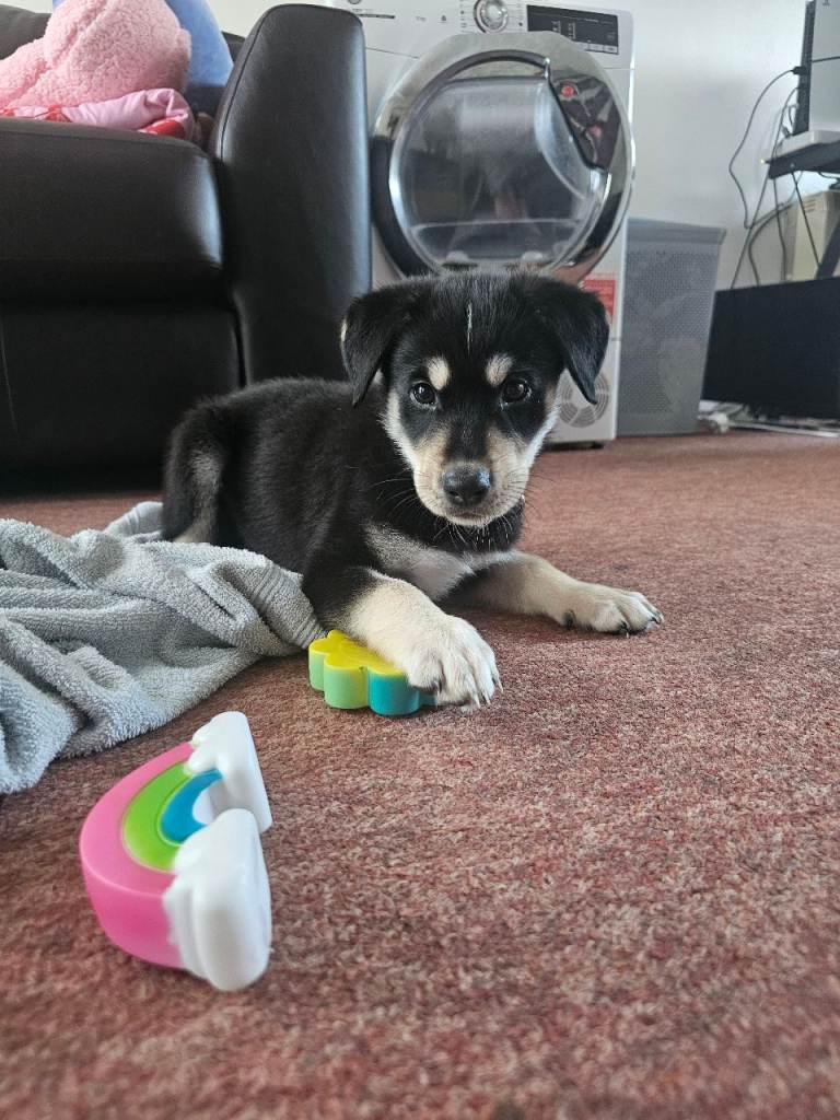 Beautiful 8 Week old Labsky 