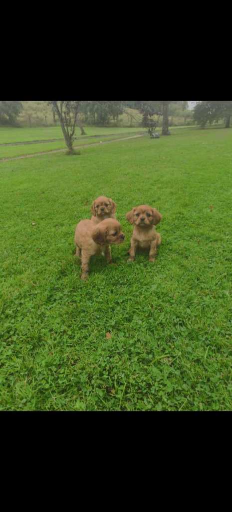 Cavalier King Charles Puppies