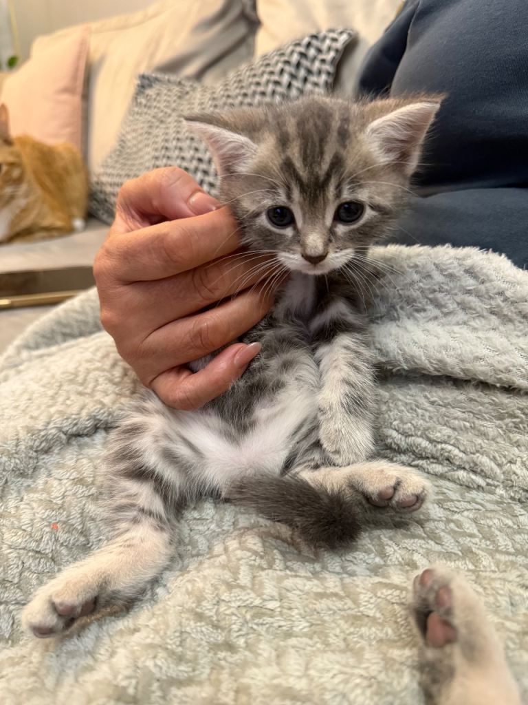 Female British Shorthair Kitten – Grey Tabby & White