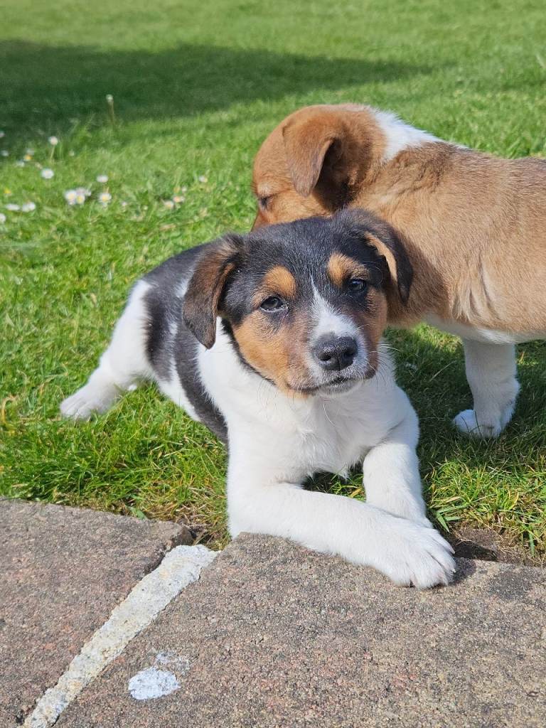 Male jack russell pup 