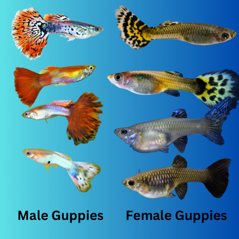 Guppy, red, clear Shrimp,  Apple Snails, Bristlenose Pleco & More! 🐌🦐 Click on photos for more