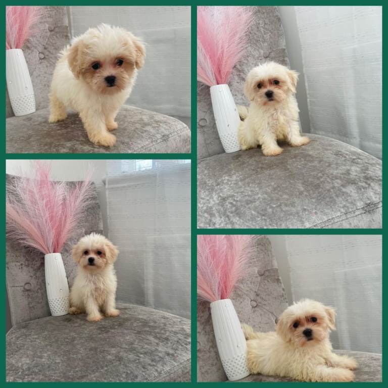 Korean Maltipoo puppies 