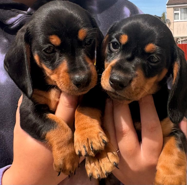 Miniature dachshund puppies 1 girl 1 boy black n tan 