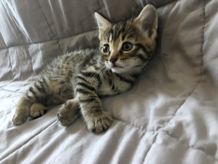 Amazing Cute Female tabby kitten 9 Weeks old for sale