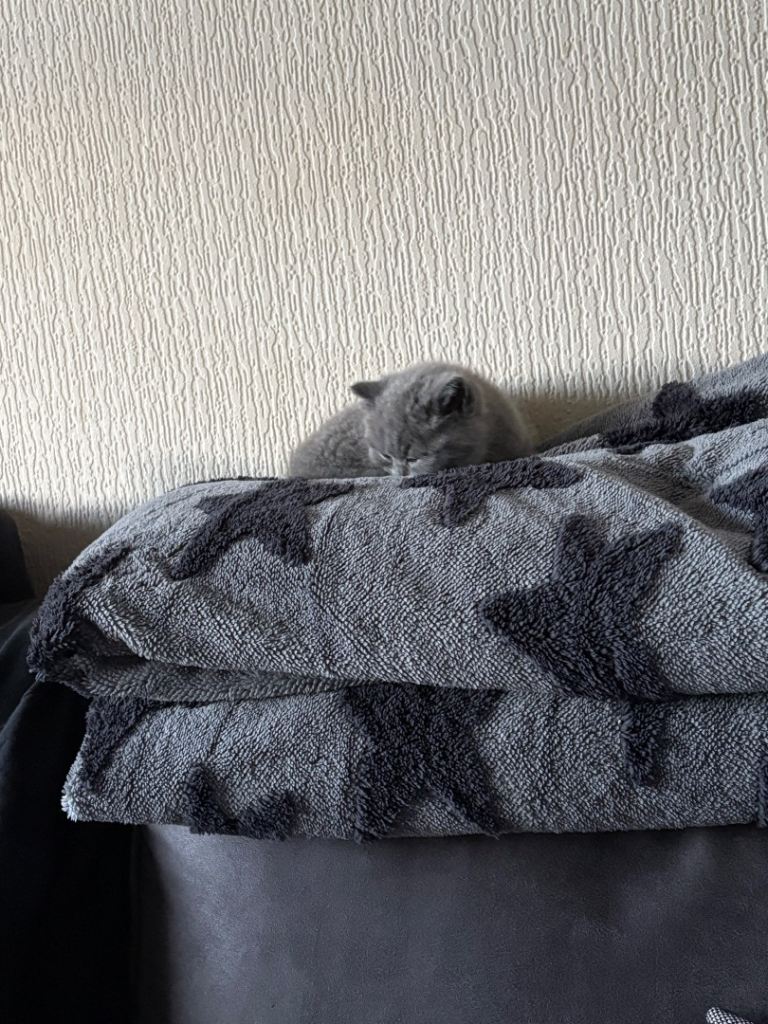Grey British shorthair kitten male 9 weeks old
