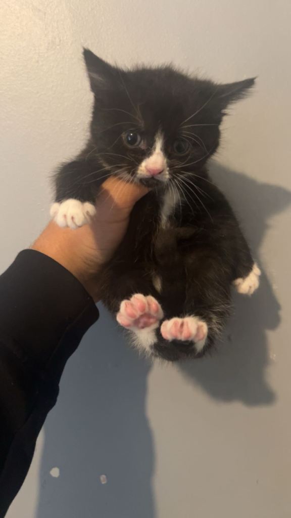 2 Beautiful kittens