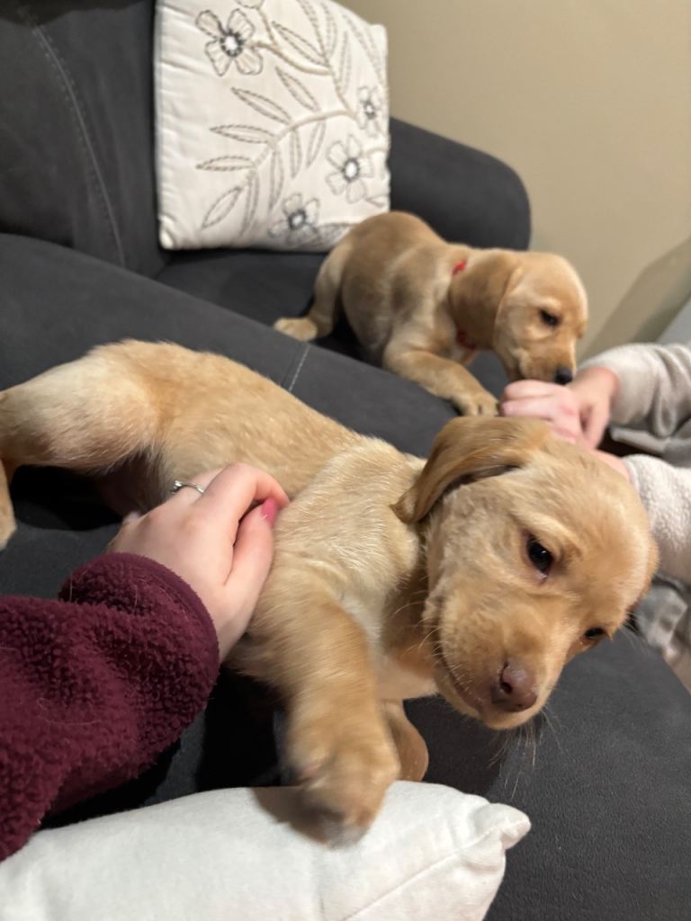 2 male Labrador x Cocker spaniel male pups left 
