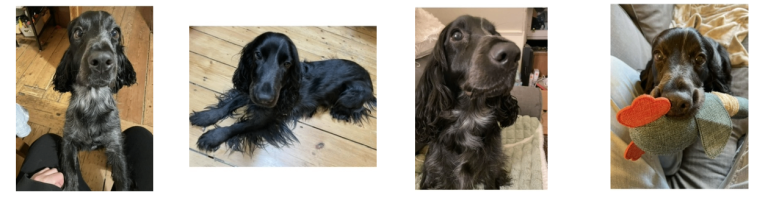 Rehoming a dog